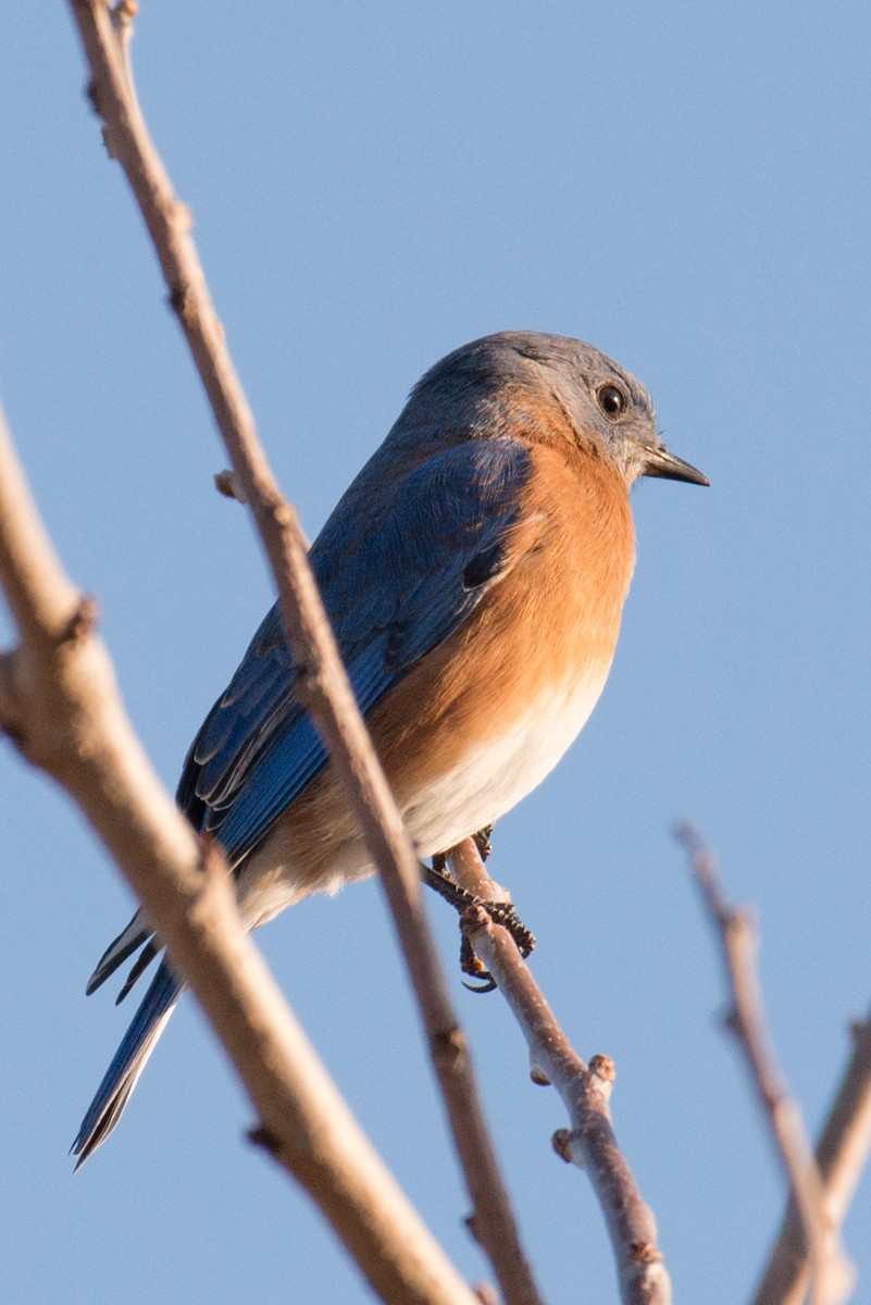 Doğulu Mavi Ardıç - ML646551690