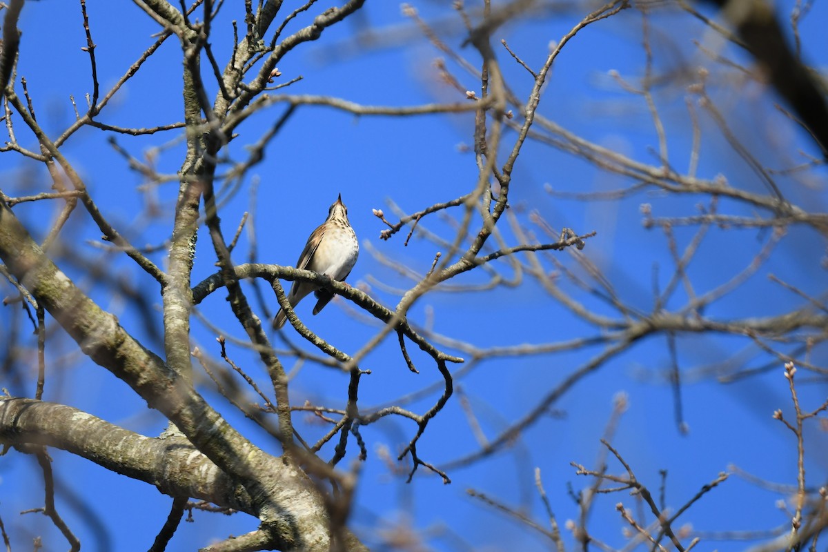 Hermit Thrush - ML646551691