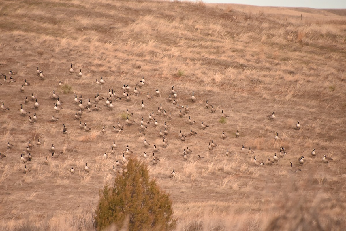 Bernache du Canada - ML646551692