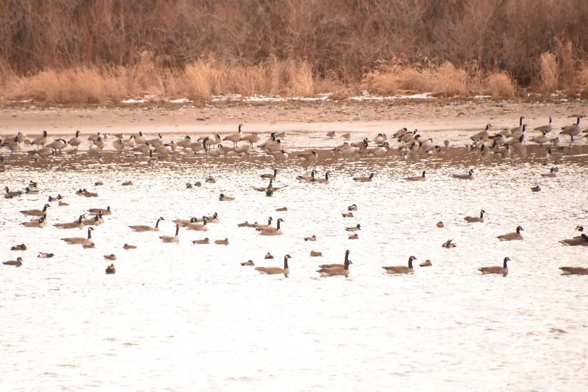 Bernache du Canada - ML646551693