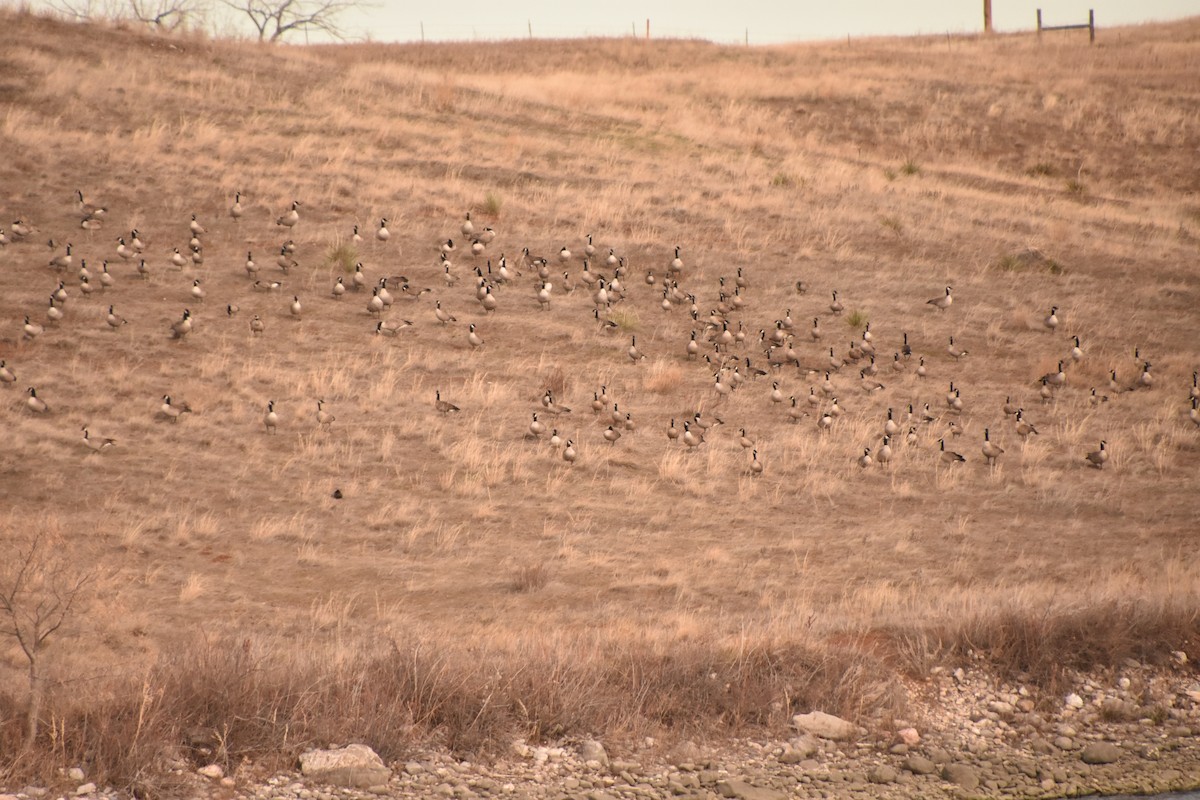 Bernache du Canada - ML646551694