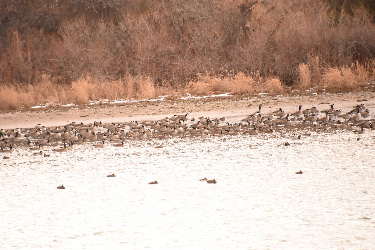 Bernache du Canada - ML646551695