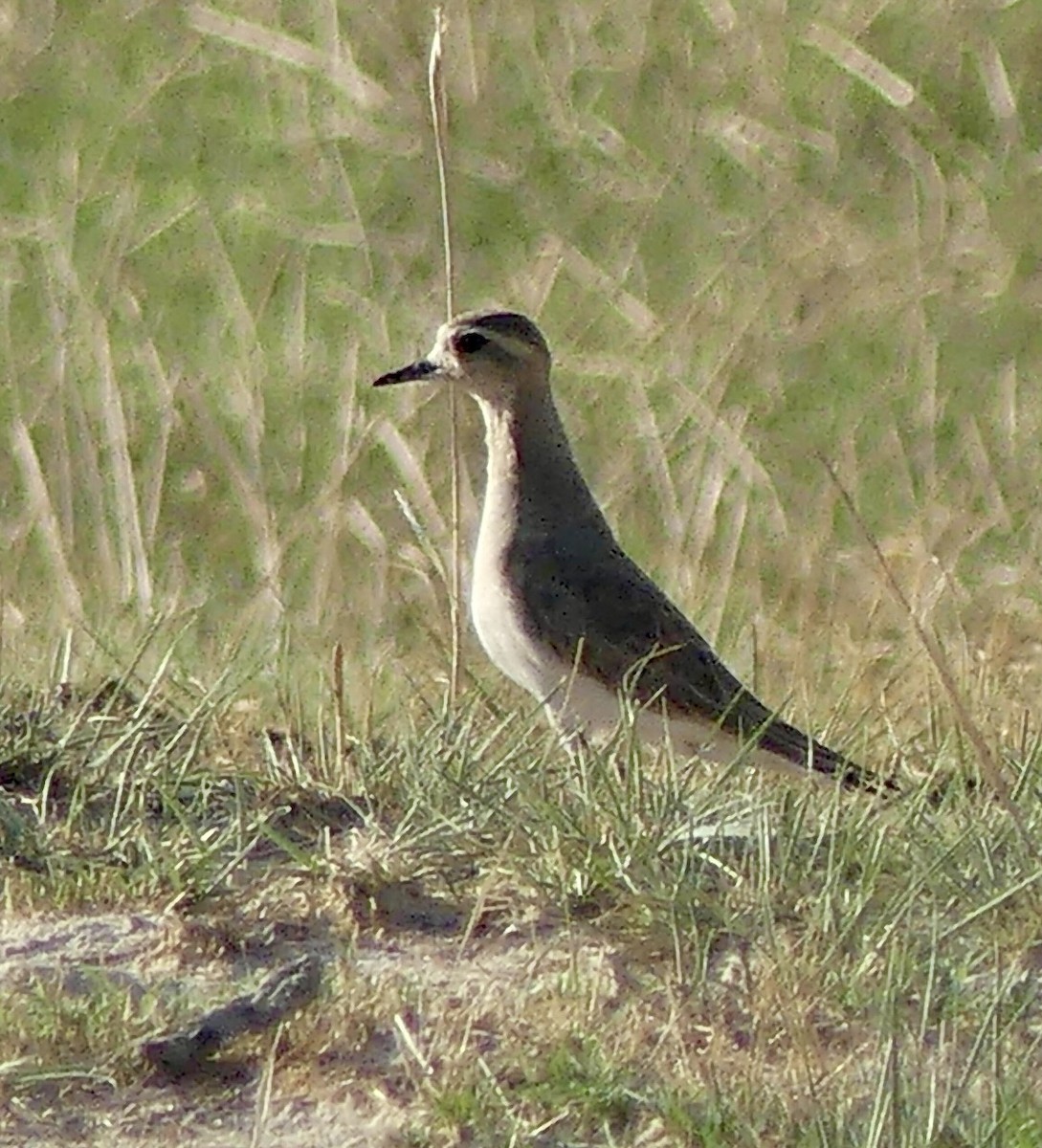 Pluvier asiatique - ML646551696