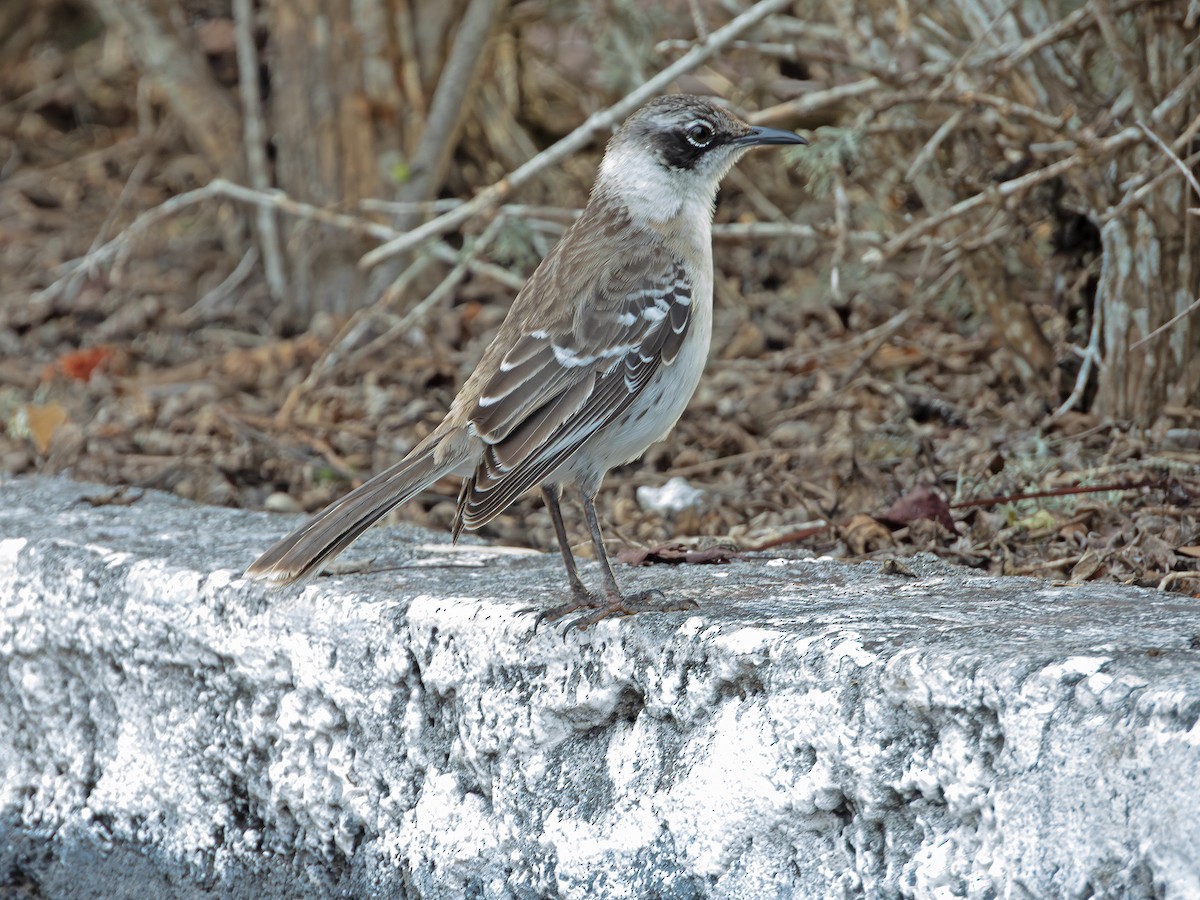 Galapagos Mockingbird - ML646551697