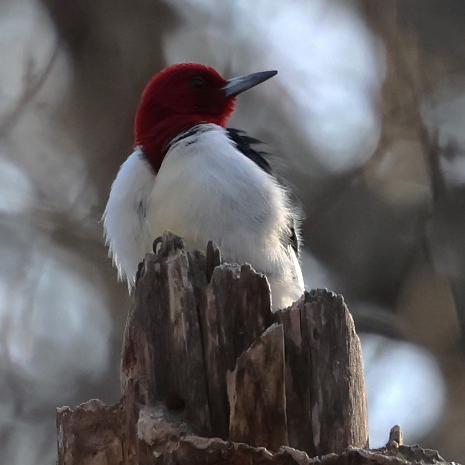 Red-headed Woodpecker - ML646551698
