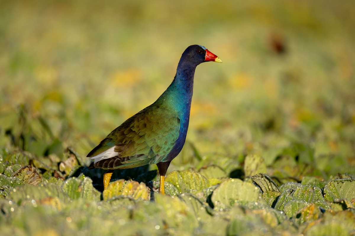Purple Gallinule - ML646551700
