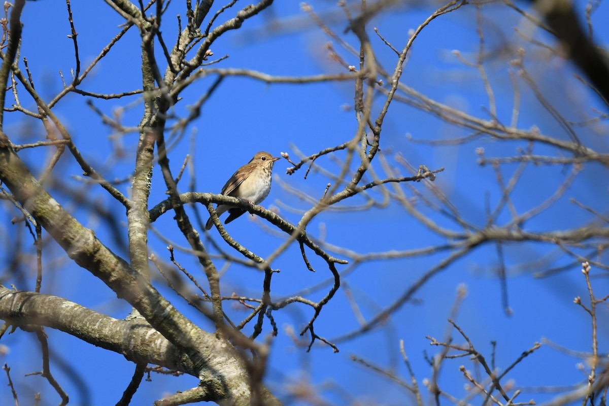 Hermit Thrush - ML646551701