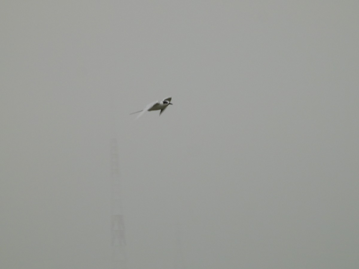 Forster's Tern - ML646551702