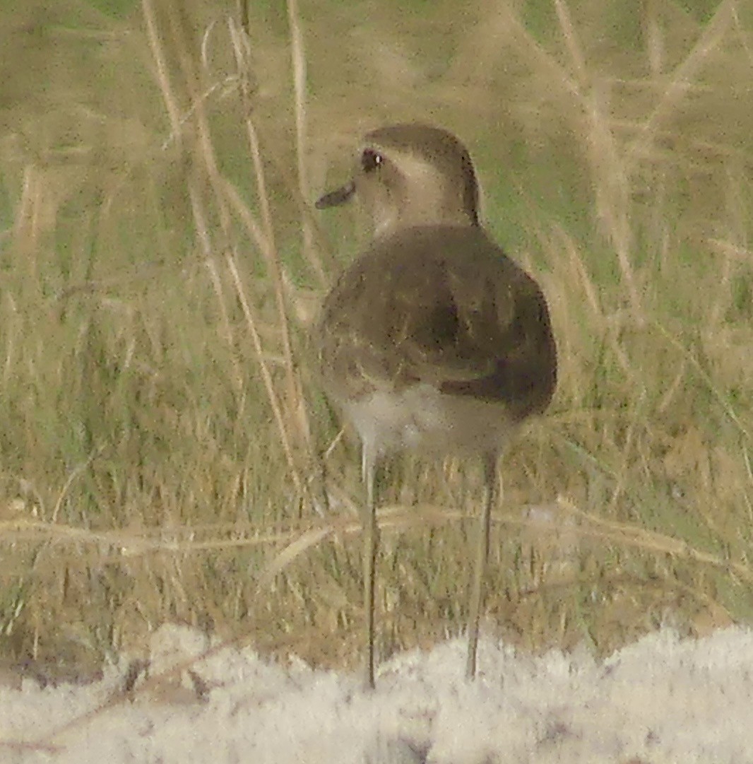 Pluvier asiatique - ML646551703