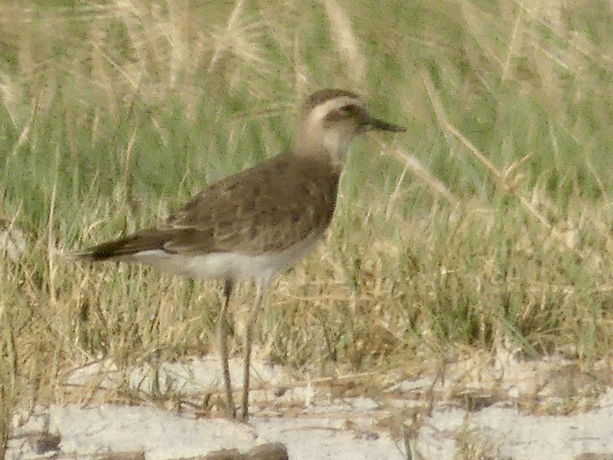 Pluvier asiatique - ML646551704