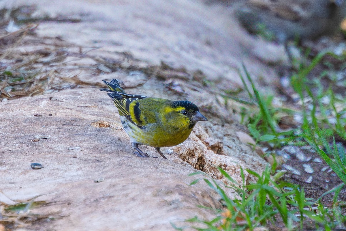 Erlenzeisig - ML646551706