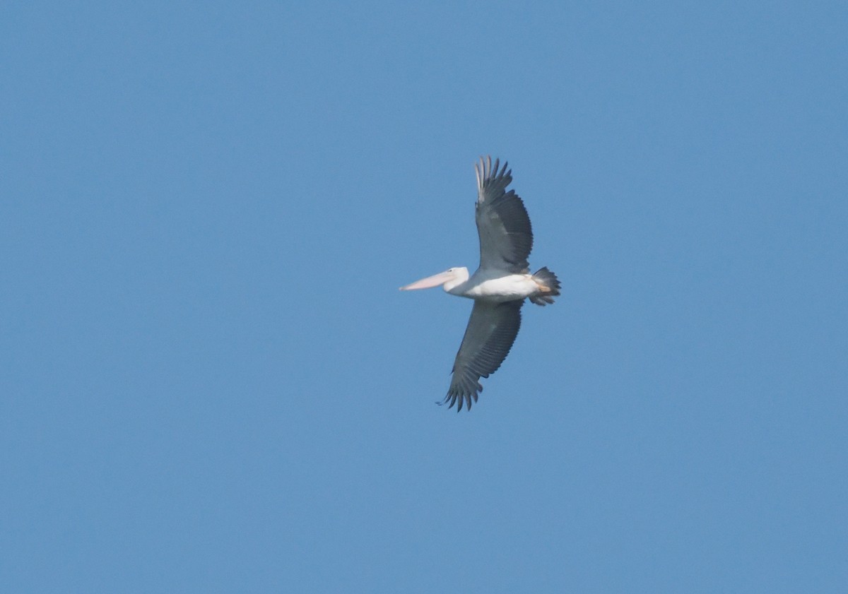 コシベニペリカン - ML646551707