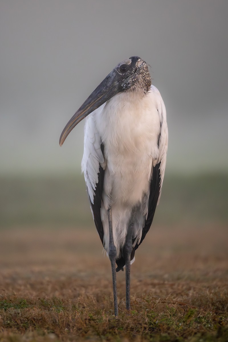 amerikastork - ML646551708