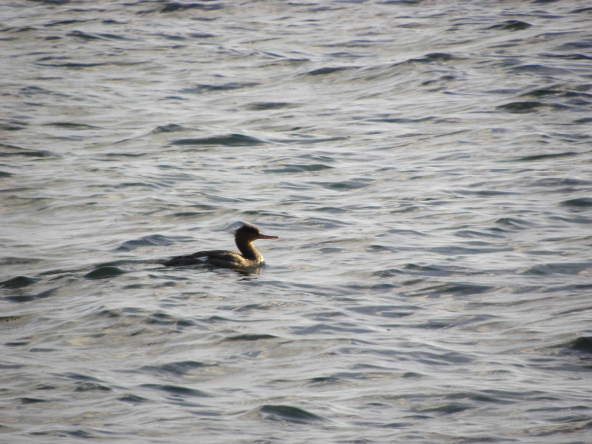 Red-breasted Merganser - ML646551710