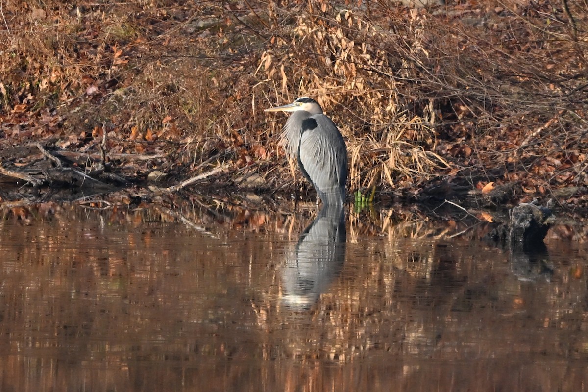 Great Blue Heron - ML646551715