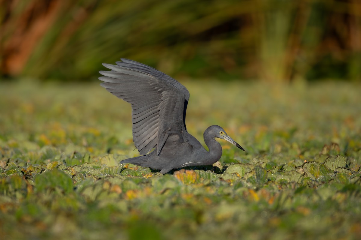 Little Blue Heron - ML646551716