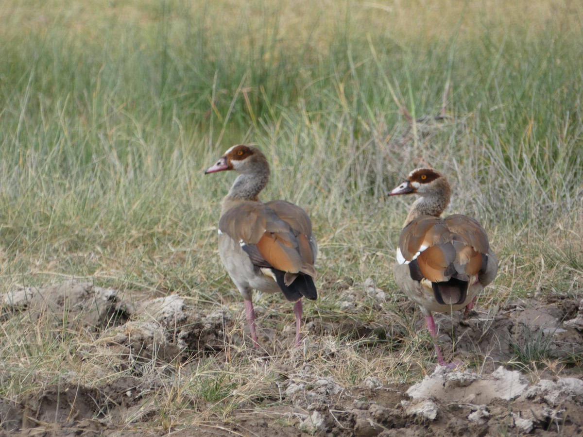 Oca egiziana - ML646551718