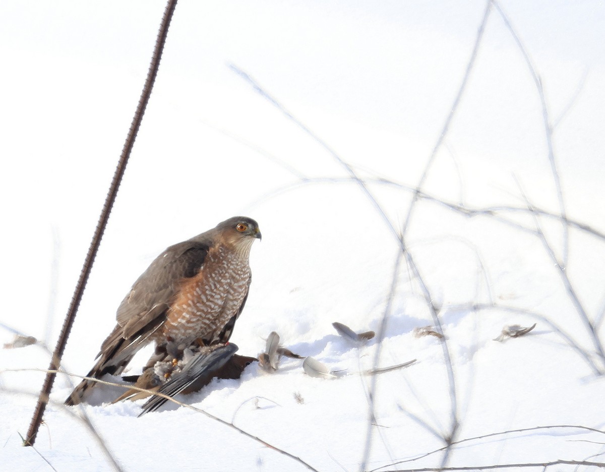 Sharp-shinned Hawk - ML646551719