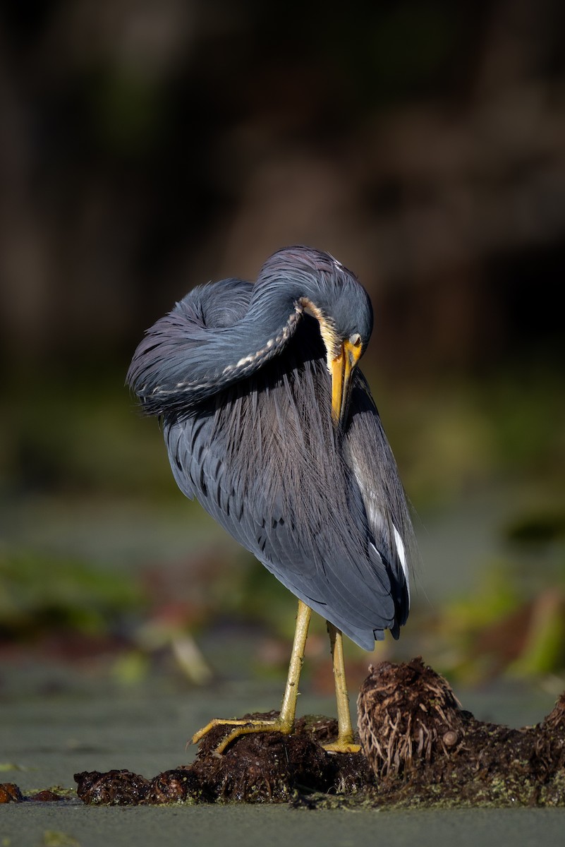 Tricolored Heron - ML646551721