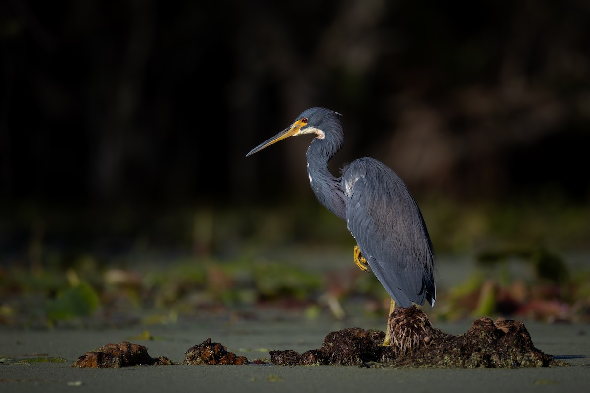 Tricolored Heron - ML646551722