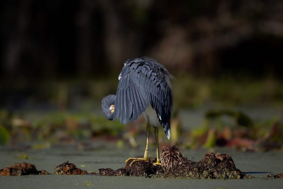 Tricolored Heron - ML646551723