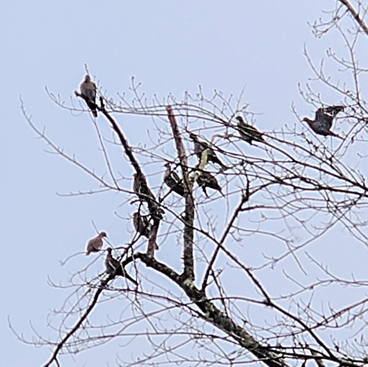 White-winged Dove - ML646551724