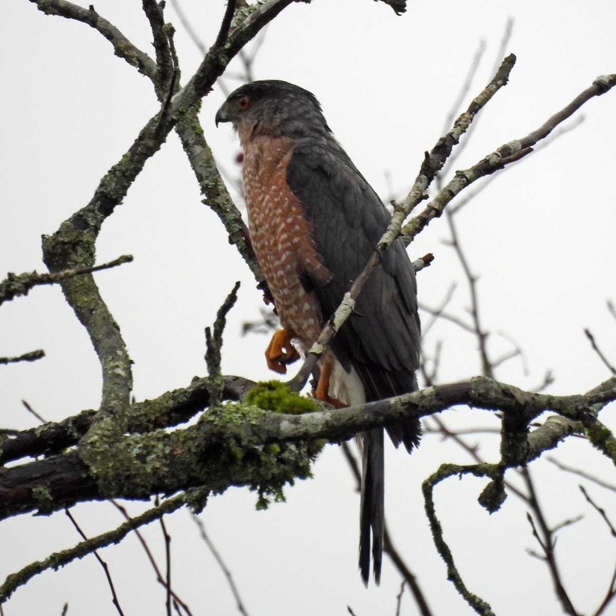 jestřáb americký - ML646551725