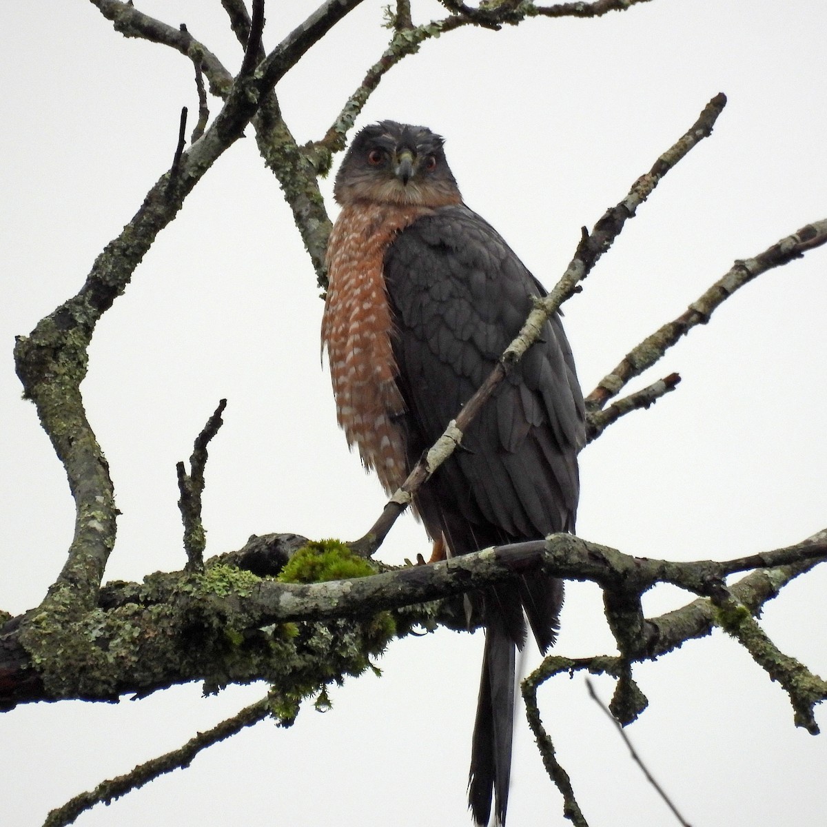 jestřáb americký - ML646551726