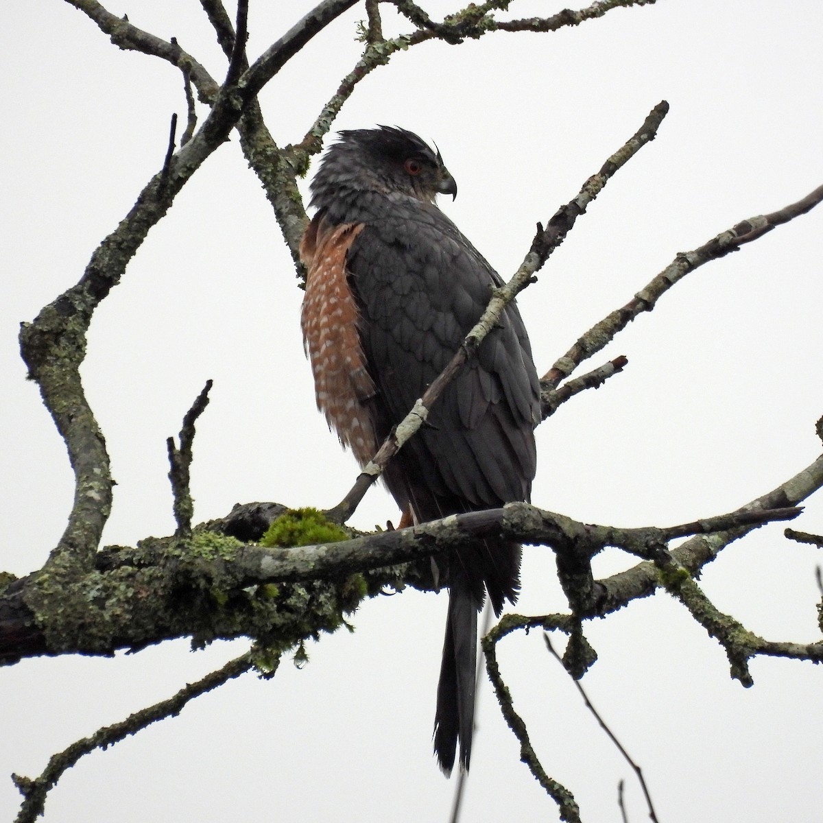 jestřáb americký - ML646551727