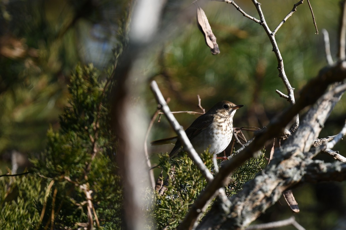 Hermit Thrush - ML646551728