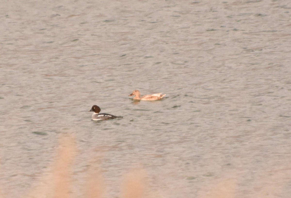 Canard colvert - ML646551729