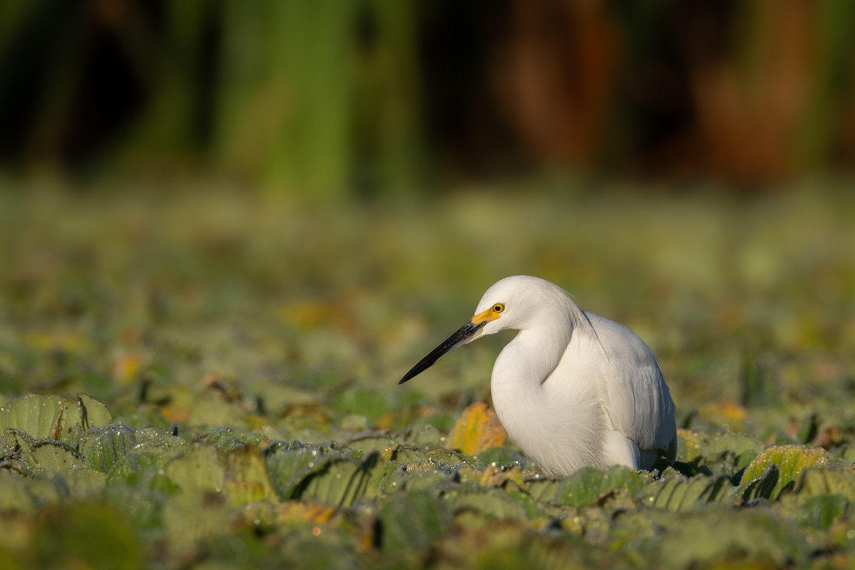 Snowy Egret - ML646551731