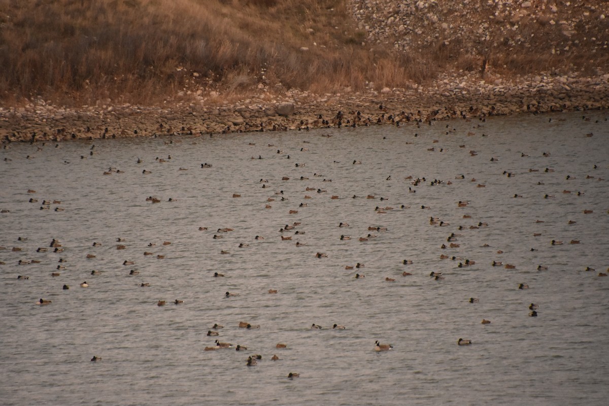 Canard colvert - ML646551732