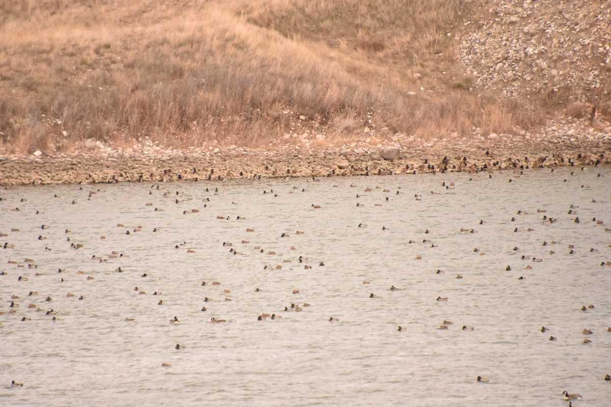 Canard colvert - ML646551733