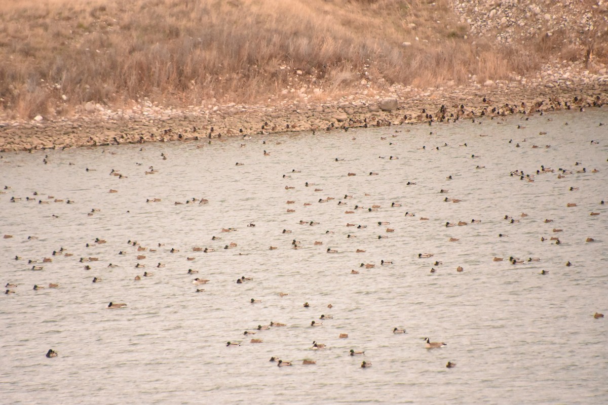 Canard colvert - ML646551734