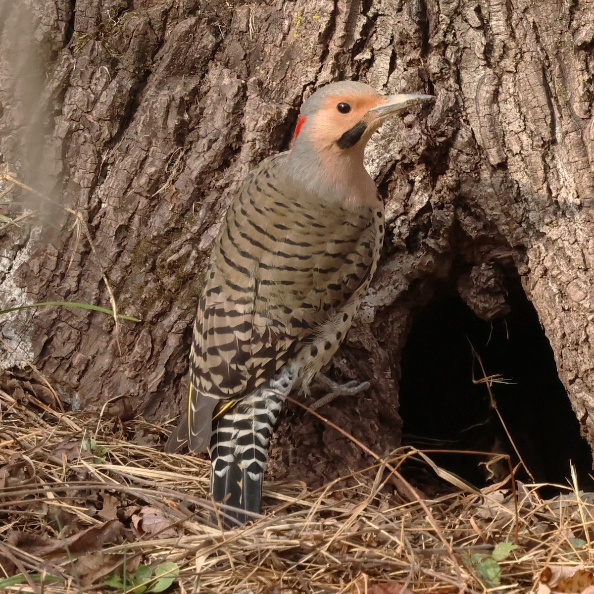 Northern Flicker - ML646551738