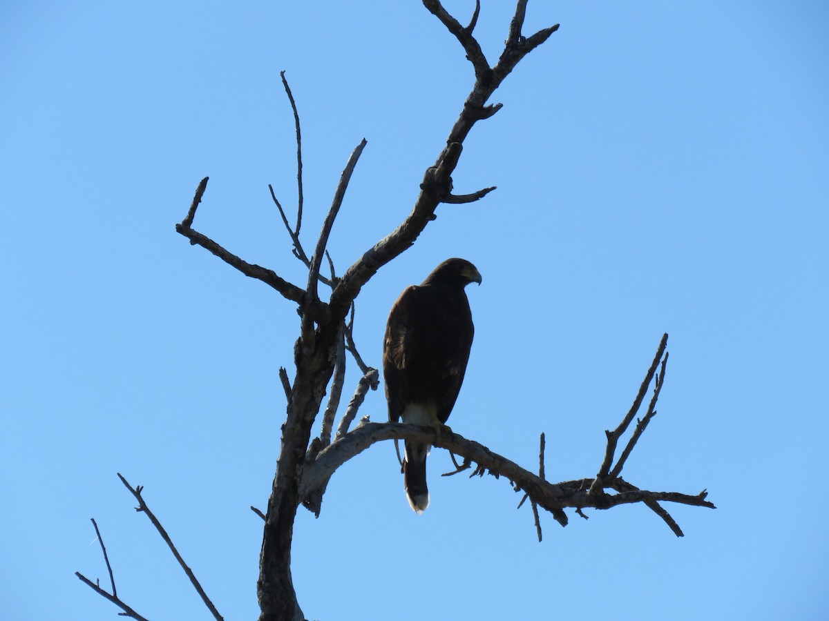 Harris's Hawk - ML646551739