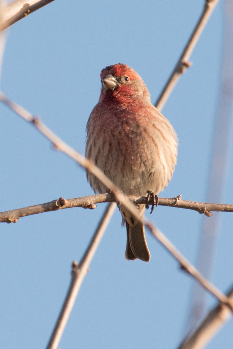 Burugorri arrunta - ML646551740