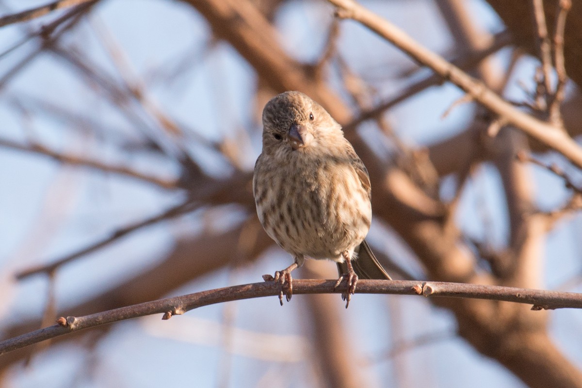 Burugorri arrunta - ML646551741