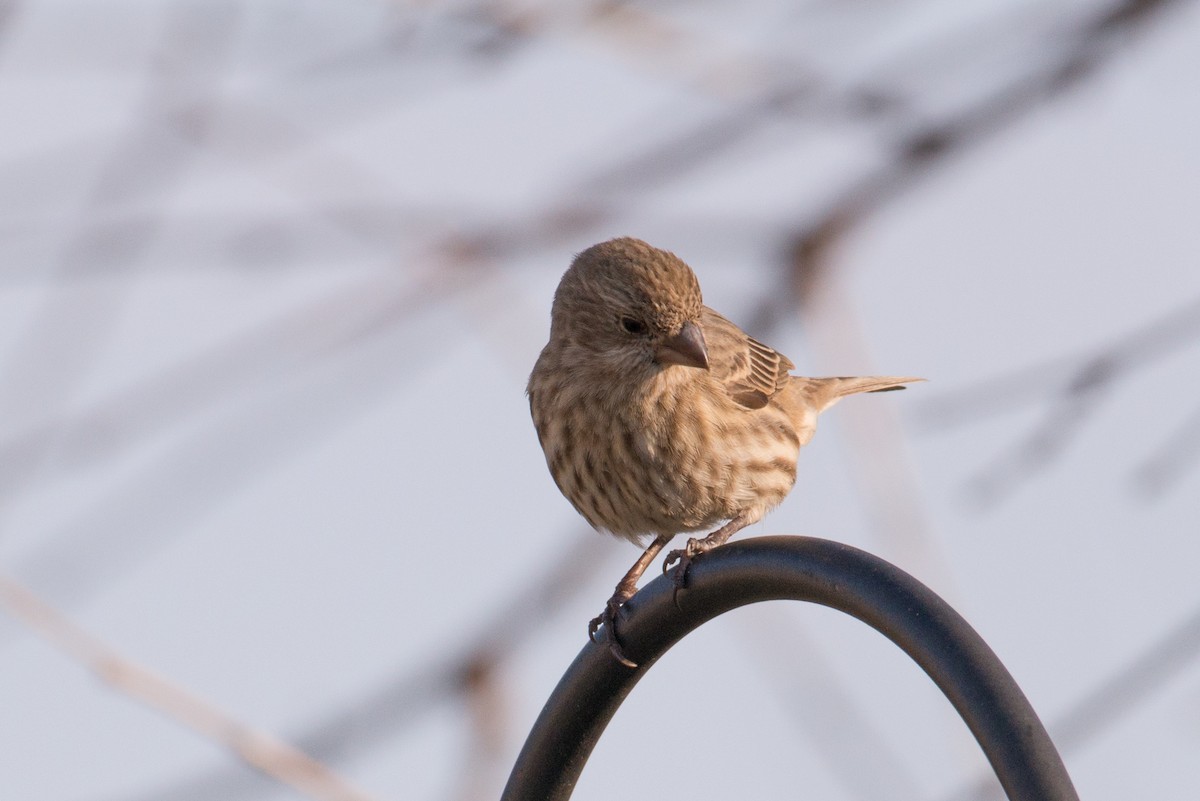 Burugorri arrunta - ML646551742