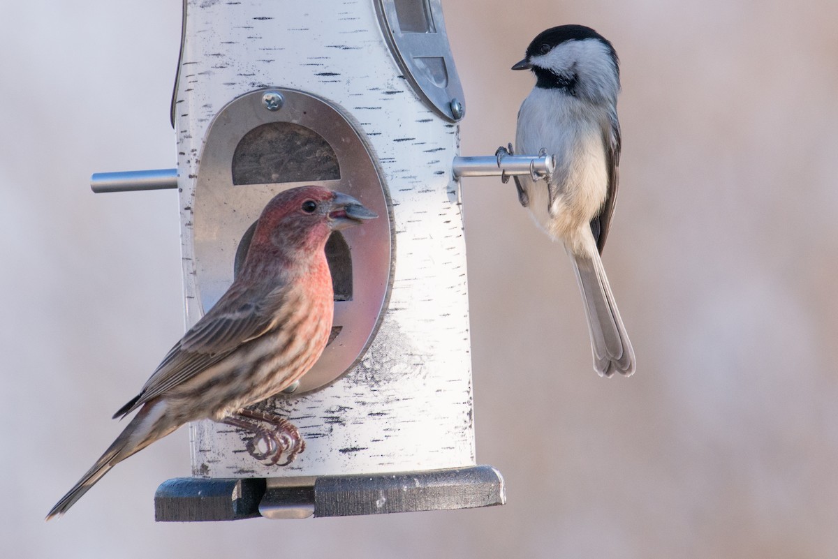 Burugorri arrunta - ML646551743