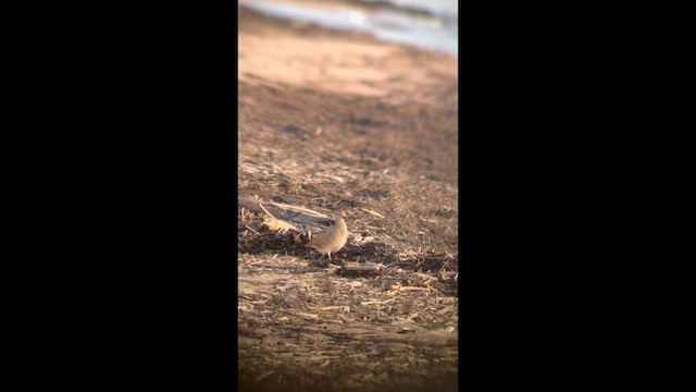 Hudsonian Whimbrel - ML646551745