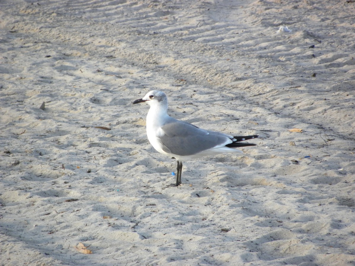 Laughing Gull - ML646551746