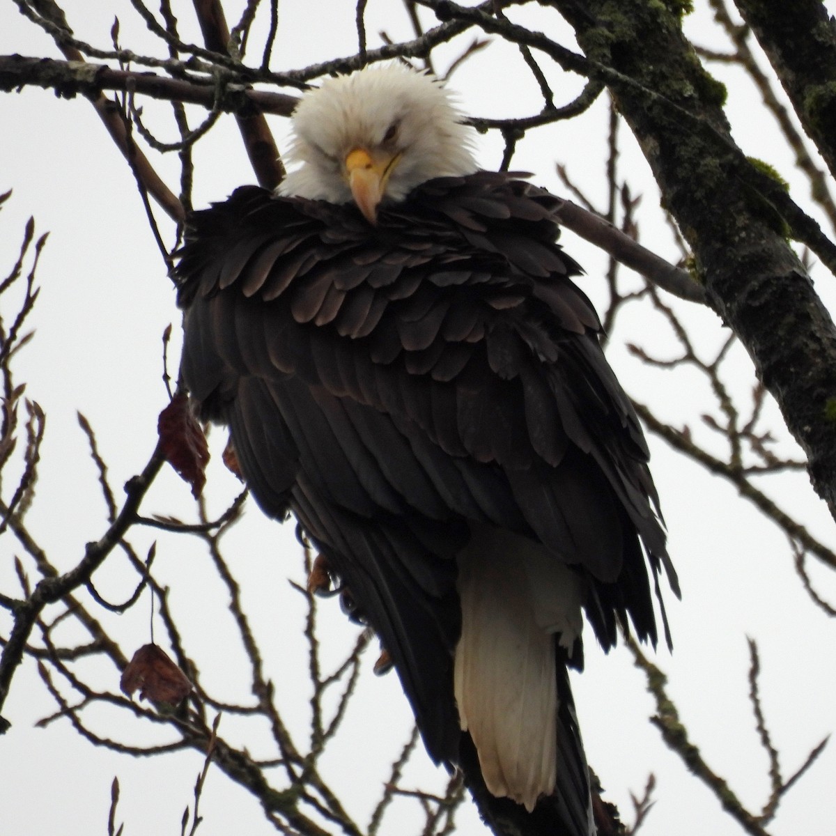 orel bělohlavý - ML646551747