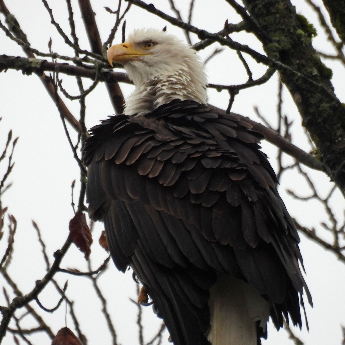 orel bělohlavý - ML646551748