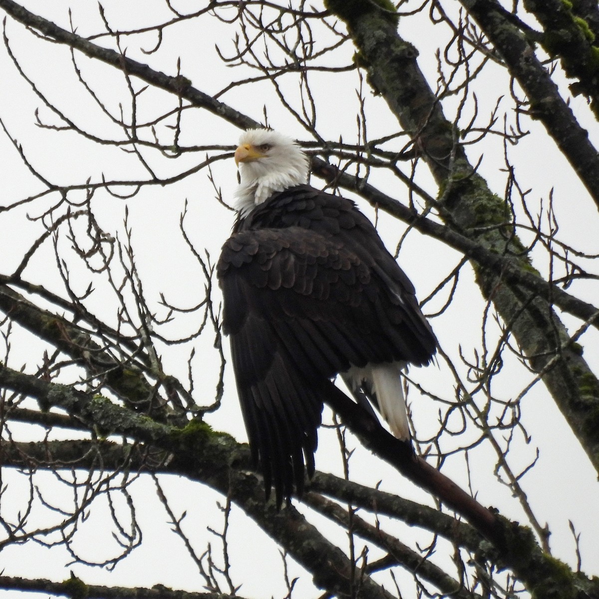 orel bělohlavý - ML646551749