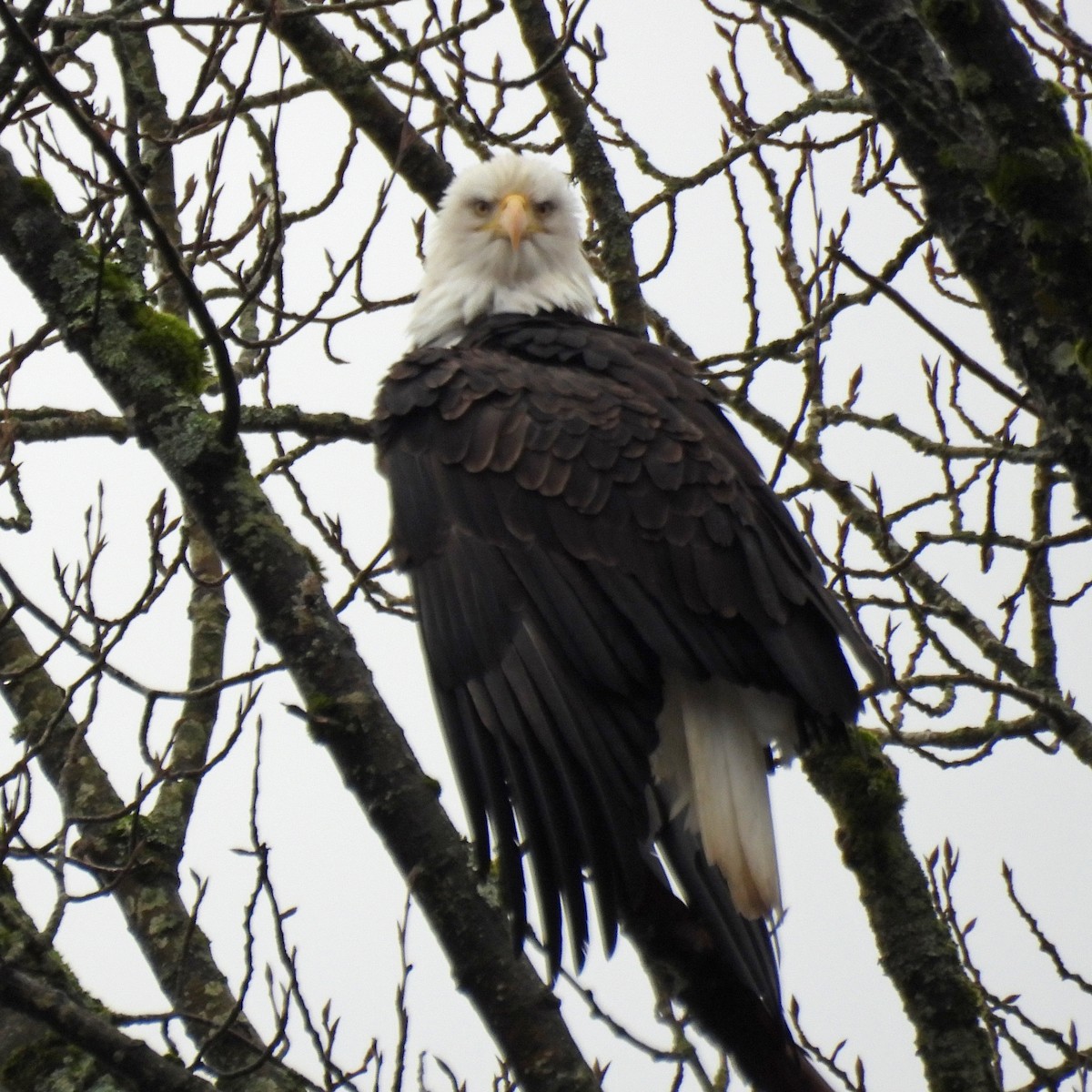 orel bělohlavý - ML646551750