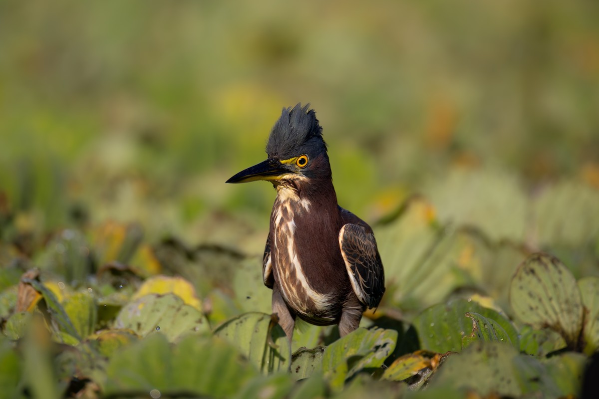 Green Heron - ML646551752