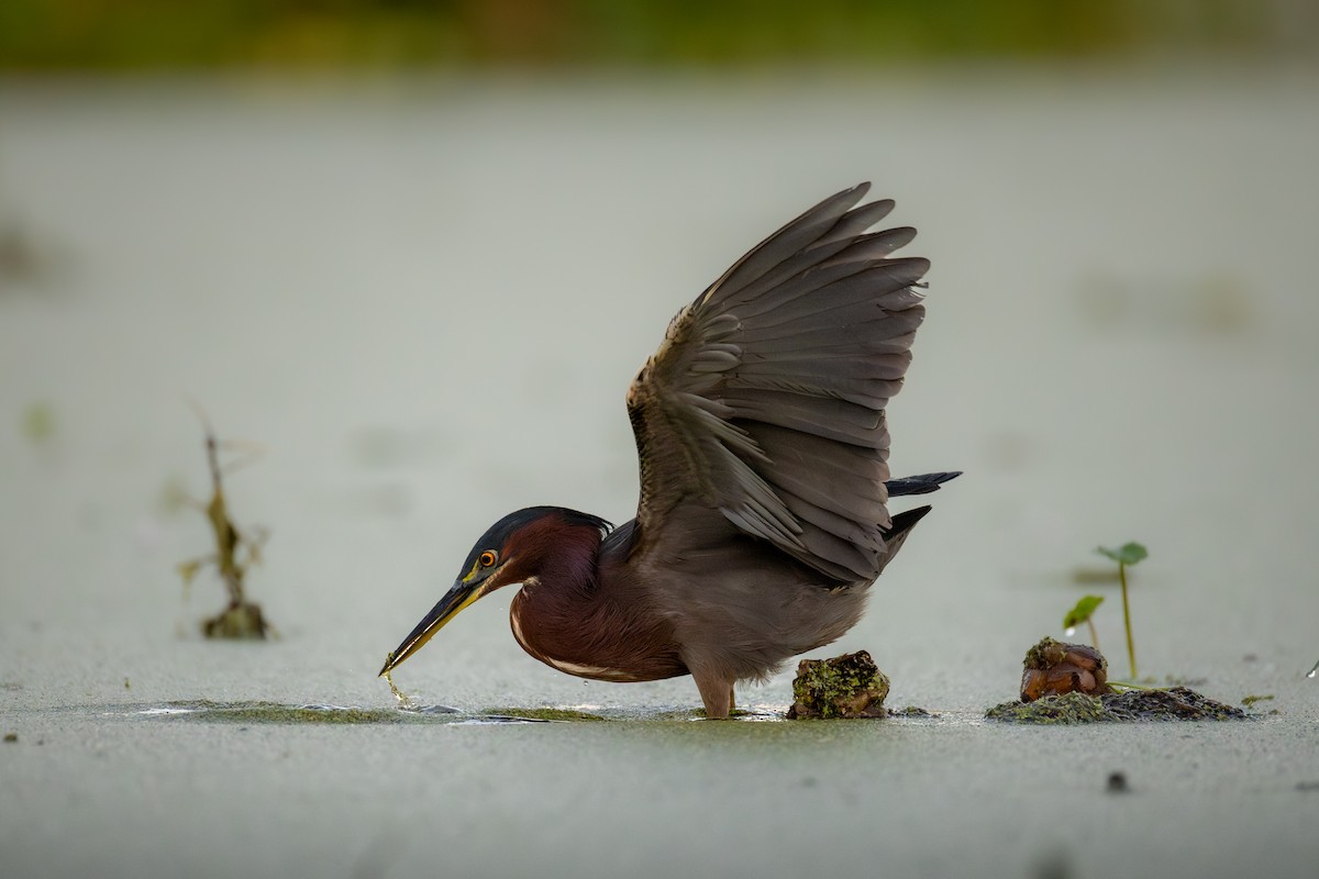 Green Heron - ML646551753