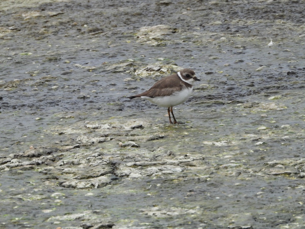 Semipalmated Plover - ML646551754